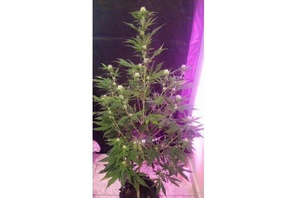 OG Kush (Silent Seeds) femminizzata OG Kush (Silent Seeds) femminizzata