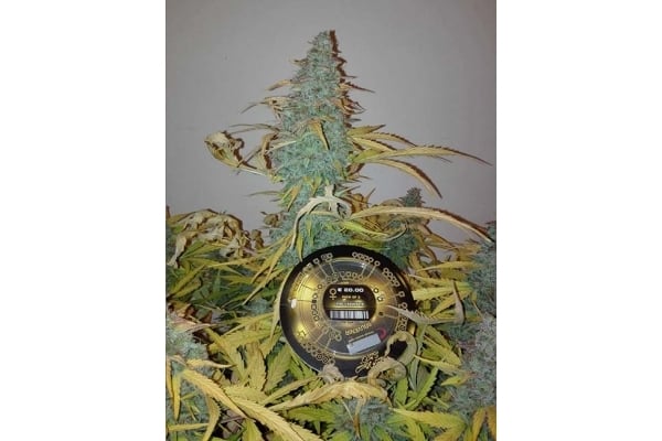 King's Kush Autofiorente (Greenhouse Seeds) femminizzata King's Kush Autofiorente (Greenhouse Seeds) femminizzata