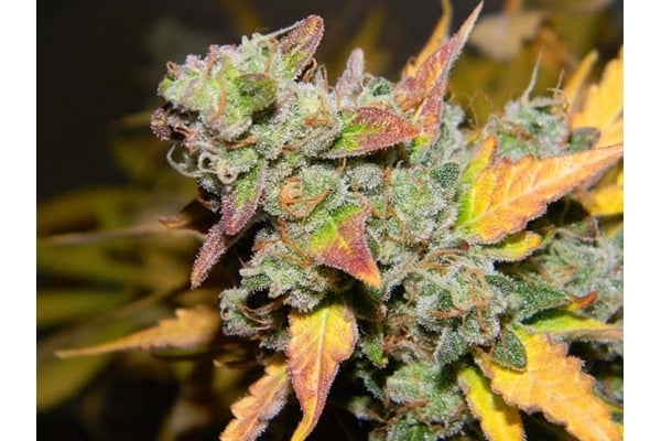 King's Kush Autofiorente (Greenhouse Seeds) femminizzata King's Kush Autofiorente (Greenhouse Seeds) femminizzata