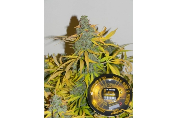 King's Kush Autofiorente (Greenhouse Seeds) femminizzata King's Kush Autofiorente (Greenhouse Seeds) femminizzata