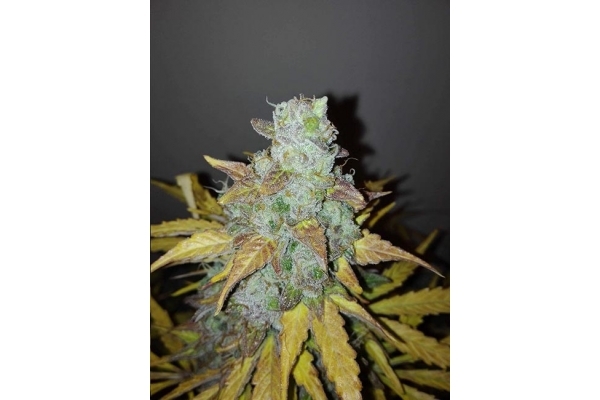 King's Kush Autofiorente (Greenhouse Seeds) femminizzata King's Kush Autofiorente (Greenhouse Seeds) femminizzata