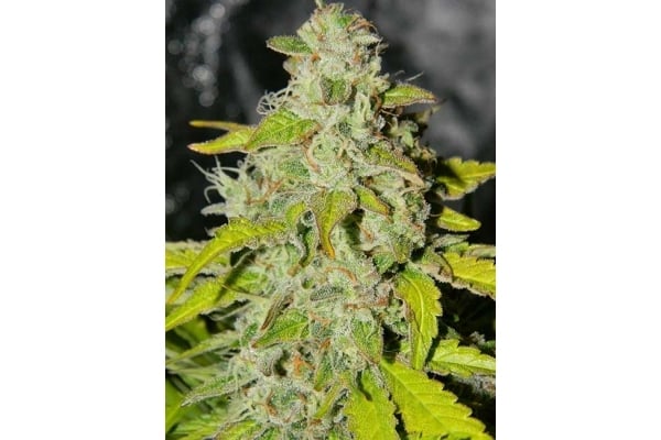 King's Kush Autofiorente (Greenhouse Seeds) femminizzata King's Kush Autofiorente (Greenhouse Seeds) femminizzata