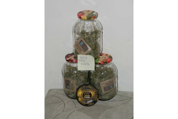 King's Kush Autofiorente (Greenhouse Seeds) femminizzata King's Kush Autofiorente (Greenhouse Seeds) femminizzata