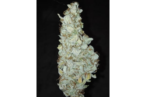 King's Kush Autofiorente (Greenhouse Seeds) femminizzata King's Kush Autofiorente (Greenhouse Seeds) femminizzata