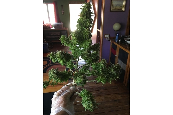 Black Dream (Eva Seeds) femminizzata