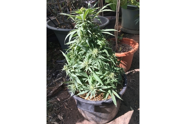 Black Dream (Eva Seeds) femminizzata