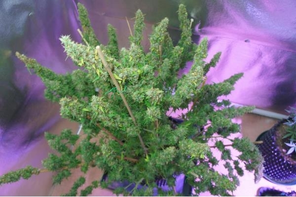 Auto Mazar (Dutch Passion) femminizzata