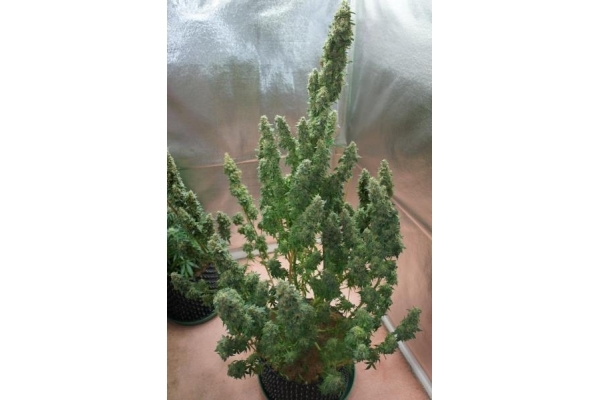 Auto Mazar (Dutch Passion) femminizzata