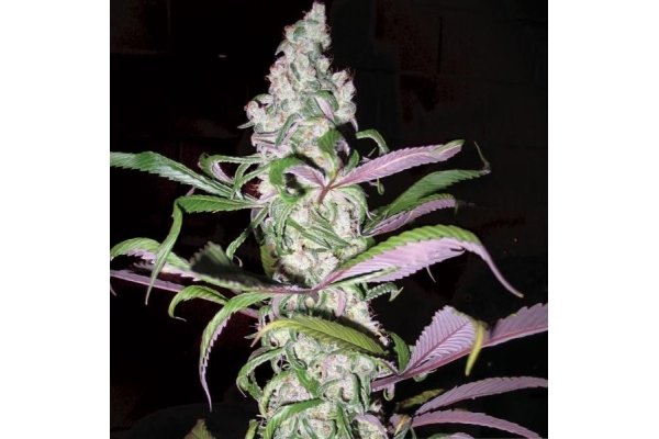 Blueberry (Dutch Passion) femminizzata