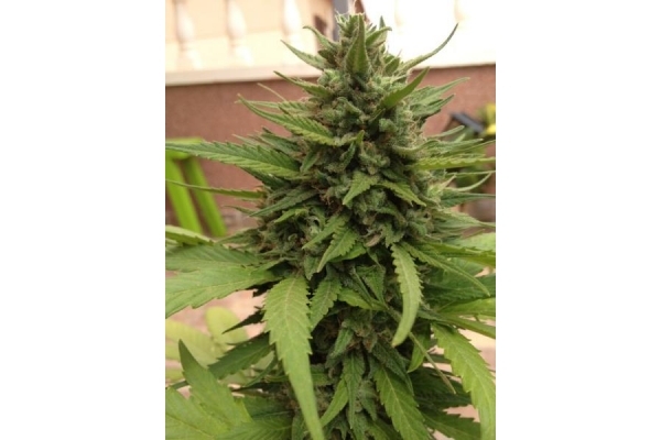 Auto Blueberry (Dutch Passion) femminizzata Auto Blueberry (Dutch Passion) femminizzata