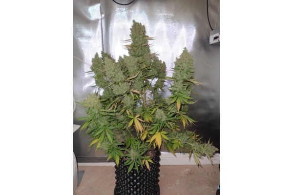 Auto Blueberry (Dutch Passion) femminizzata Auto Blueberry (Dutch Passion) femminizzata