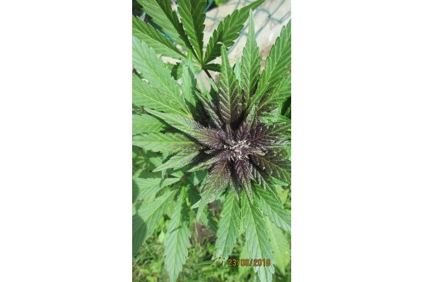Blackberry Auto (FastBuds) Femminizzata