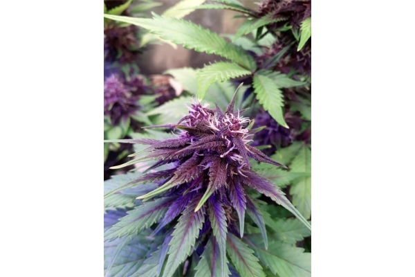 Blackberry Auto (FastBuds) Femminizzata