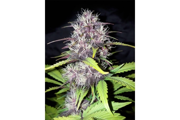 Blackberry Auto (FastBuds) Femminizzata