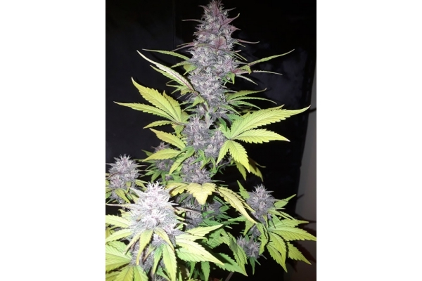 Blackberry Auto (FastBuds) Femminizzata