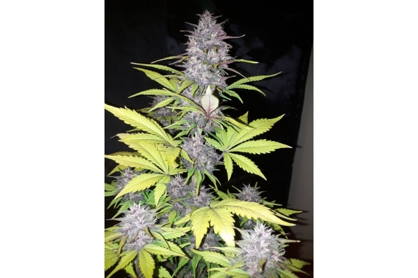 Blackberry Auto (FastBuds) Femminizzata