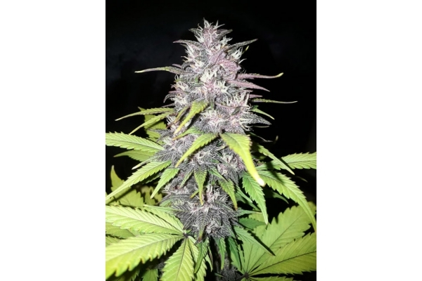 Blackberry Auto (FastBuds) Femminizzata