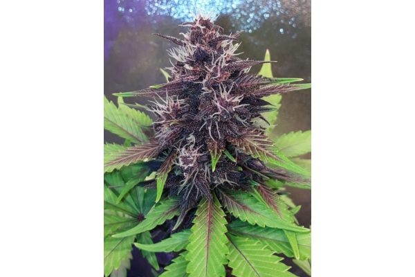 Blackberry Auto (FastBuds) Femminizzata