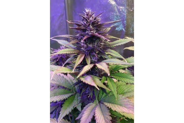 Blackberry Auto (FastBuds) Femminizzata