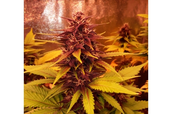 Blackberry Auto (FastBuds) Femminizzata