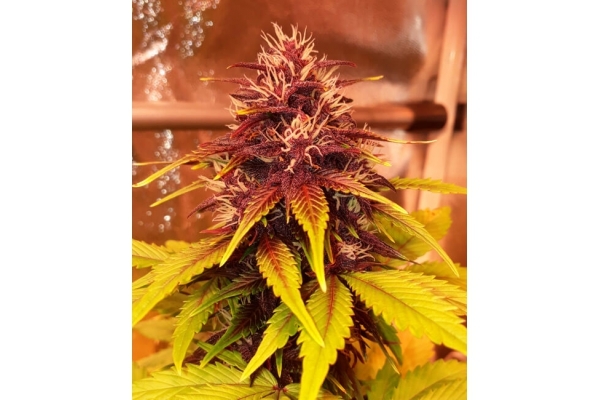 Blackberry Auto (FastBuds) Femminizzata