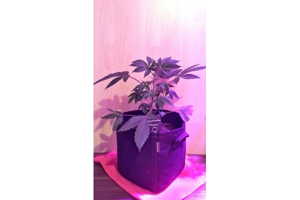 Royal Cookies (Royal Queen Seeds) Femminizzata Royal Cookies (Royal Queen Seeds) Femminizzata