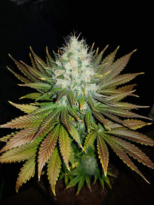 Bona Dea CBD (Vision Seeds) Femminizzata
