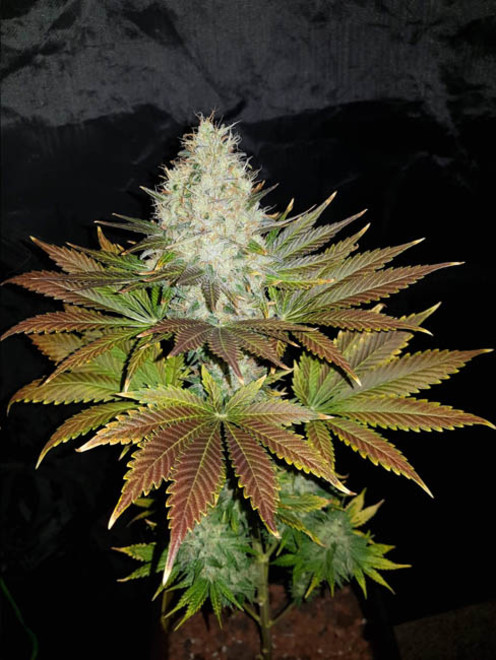 Bona Dea CBD (Vision Seeds) Femminizzata
