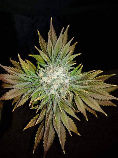 Bona Dea CBD (Vision Seeds) Femminizzata