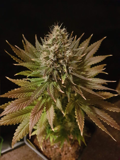 Bona Dea CBD (Vision Seeds) Femminizzata
