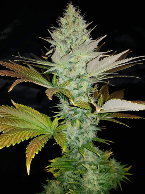 Bona Dea CBD (Vision Seeds) Femminizzata