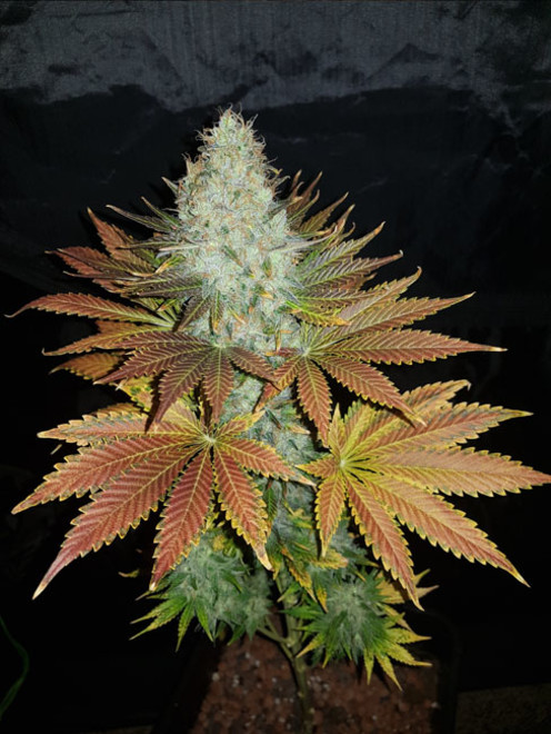 Bona Dea CBD (Vision Seeds) Femminizzata