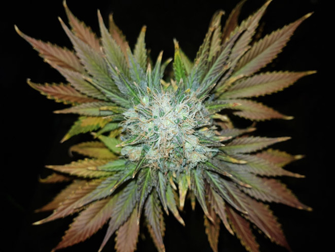 Bona Dea CBD (Vision Seeds) Femminizzata