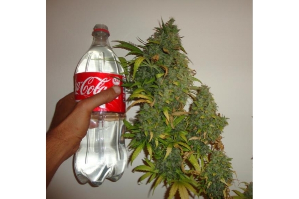 Californian Orange (Dutch Passion) femminizzata