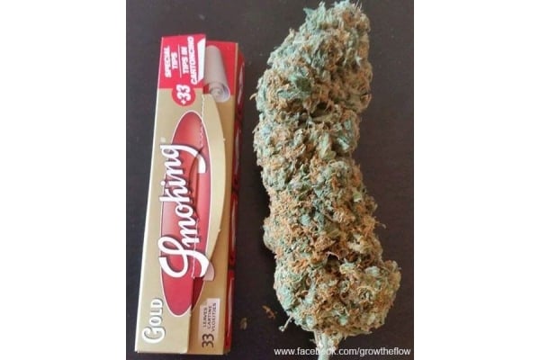 Bubblegum (Zamnesia Seeds) femminizzata