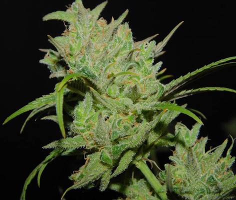 Tangie Ghost Train (Little Chief Collabs) Femminizzata Tangie Ghost Train (Little Chief Collabs) Femminizzata