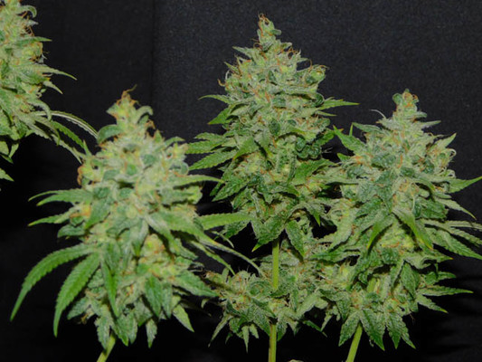 Tangie Ghost Train (Little Chief Collabs) Femminizzata Tangie Ghost Train (Little Chief Collabs) Femminizzata