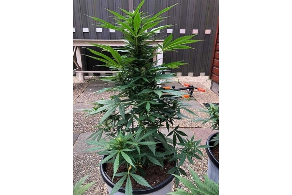 Monster Dwarf Auto (Zamnesia Seeds) Femminizzata Monster Dwarf Auto (Zamnesia Seeds) Femminizzata