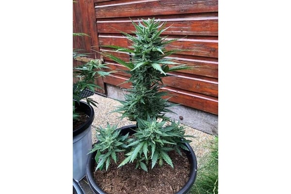 Monster Dwarf Auto (Zamnesia Seeds) Femminizzata Monster Dwarf Auto (Zamnesia Seeds) Femminizzata