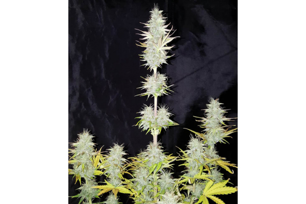 Monster Dwarf Auto (Zamnesia Seeds) Femminizzata Monster Dwarf Auto (Zamnesia Seeds) Femminizzata