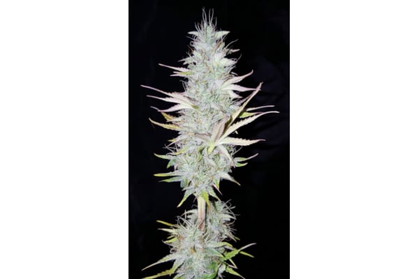 Monster Dwarf Auto (Zamnesia Seeds) Femminizzata Monster Dwarf Auto (Zamnesia Seeds) Femminizzata