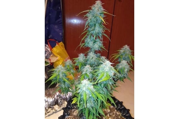 GG#4 Auto (FastBuds) femminizzata