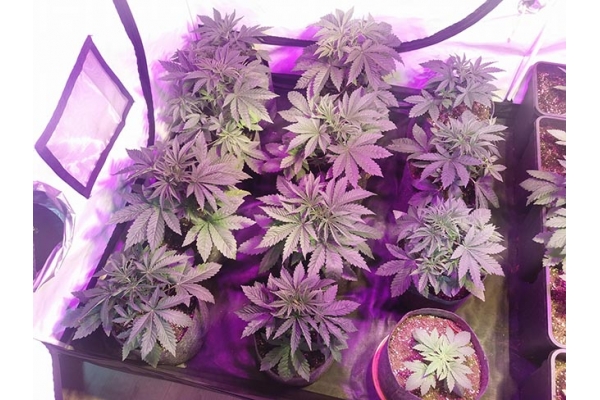 GG#4 (Zamnesia Seeds) femminizzata GG#4 (Zamnesia Seeds) femminizzata