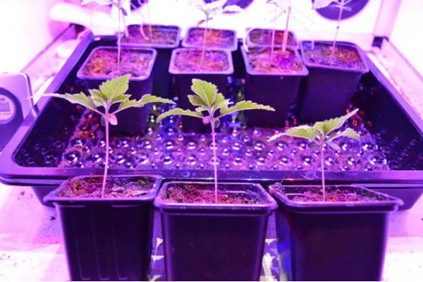 GG#4 (Zamnesia Seeds) femminizzata GG#4 (Zamnesia Seeds) femminizzata