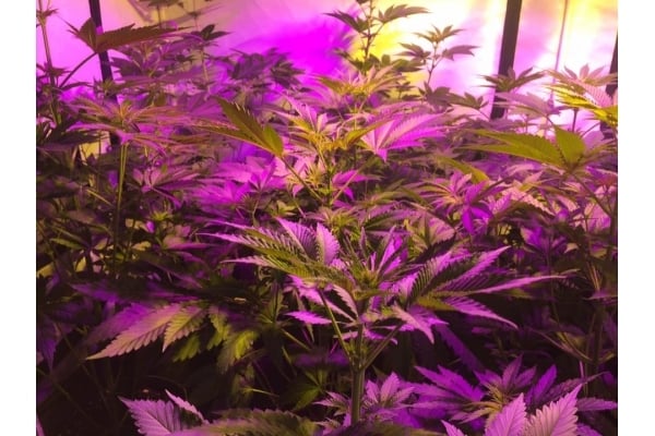 GG#4 (Zamnesia Seeds) femminizzata GG#4 (Zamnesia Seeds) femminizzata