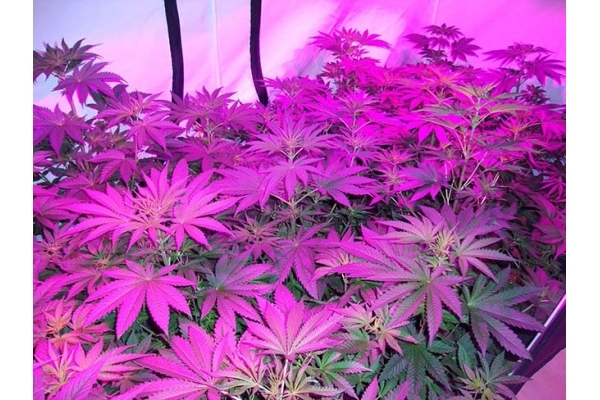 GG#4 (Zamnesia Seeds) femminizzata GG#4 (Zamnesia Seeds) femminizzata