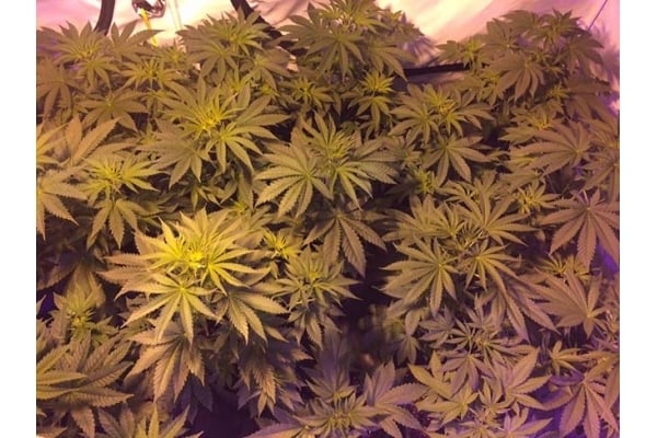 GG#4 (Zamnesia Seeds) femminizzata GG#4 (Zamnesia Seeds) femminizzata