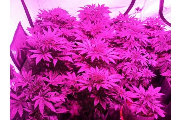 GG#4 (Zamnesia Seeds) femminizzata GG#4 (Zamnesia Seeds) femminizzata