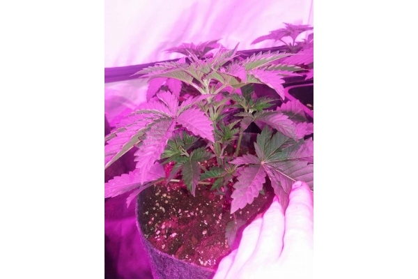 GG#4 (Zamnesia Seeds) femminizzata GG#4 (Zamnesia Seeds) femminizzata
