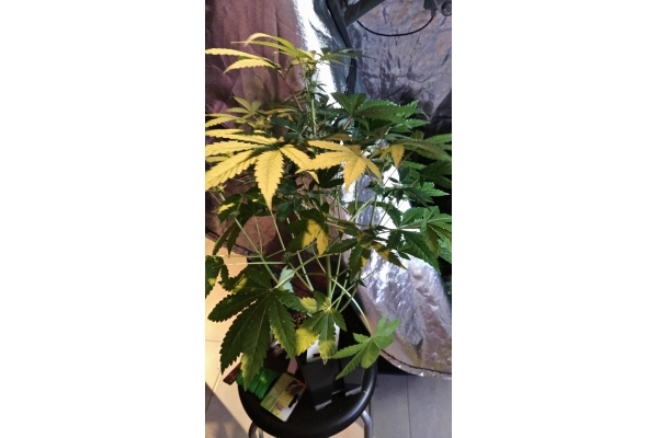 GG#4 (Zamnesia Seeds) femminizzata GG#4 (Zamnesia Seeds) femminizzata